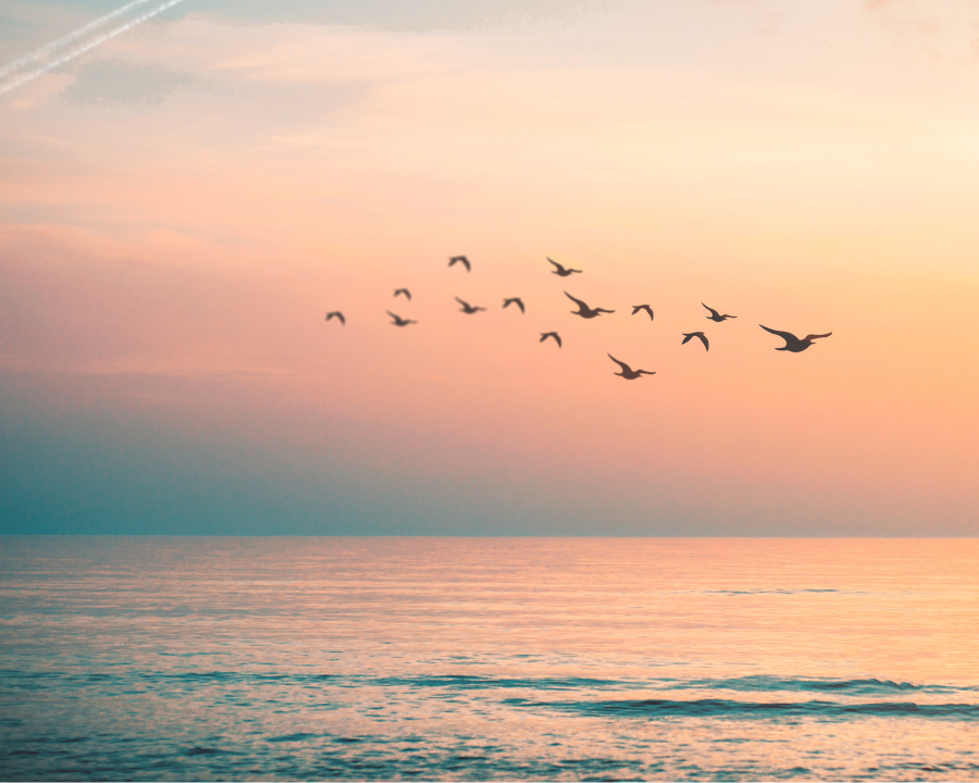 Eine Gruppe von Vögeln fliegt über den Ozean bei Sonnenuntergang.